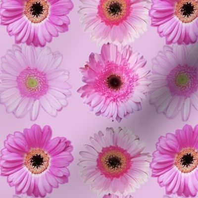 Daisies Pink on Dusty Pink