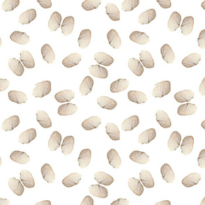 Beige Angel Wing Seashells