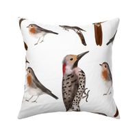 Forest birds - with white background