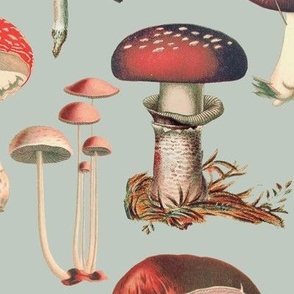 Giant Mushies, Faded Blue Grey