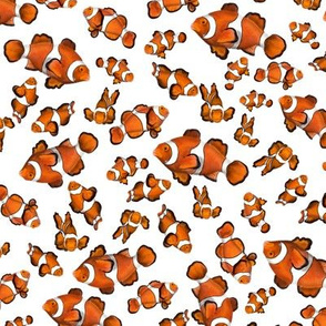 School of clown fish small