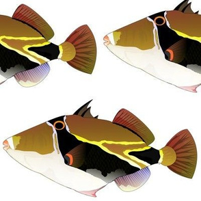 Reef Triggerfish humu