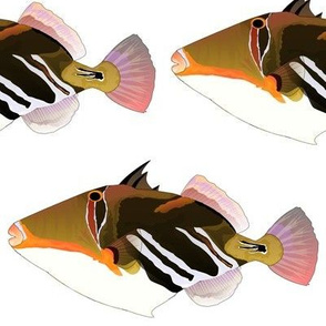 White Banded Lagoon Triggerfish