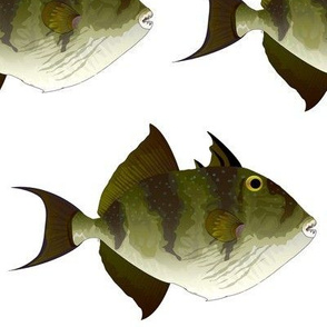 Grey Triggerfish