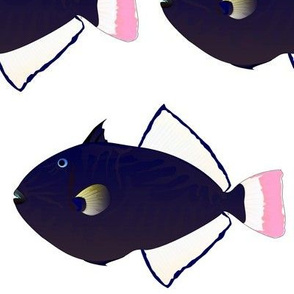 Pinktail Triggerfish Paletail Durgon