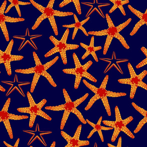 starfish on navy