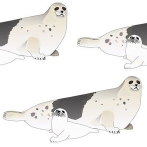 harp seals mom and baby