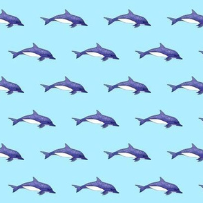 Spotted Dolphin on light blue