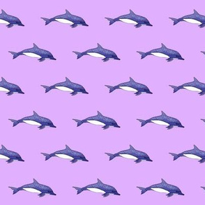 Spotted Dolphins on lavender