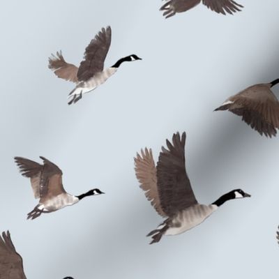 Flock of Canada Geese Birds