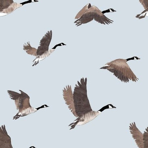 Flock of Canada Geese Birds