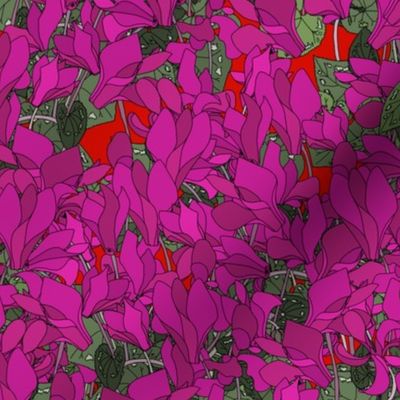 Cyclamen on red