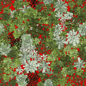 Succulents on red