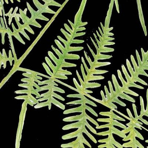 bracken fern