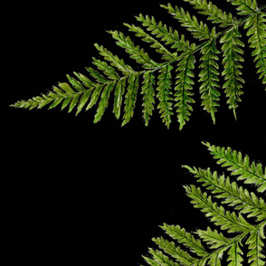 cave fern