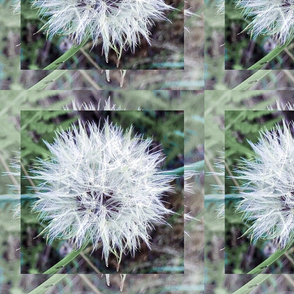 Dandelion Fluff