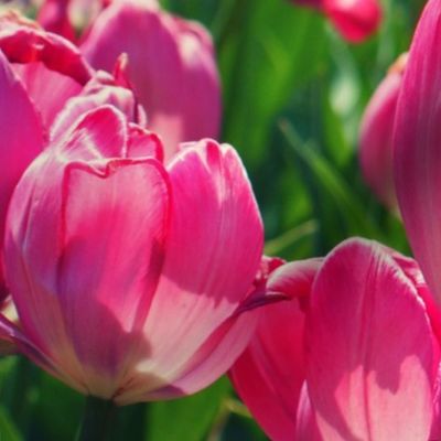 Pink Tulips