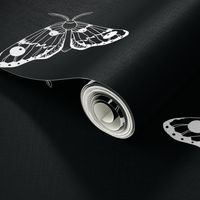 Moths Black Background