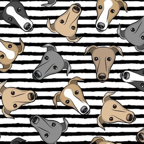 greyhounds - black stripes  - greyhound dog breed face - LAD19