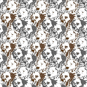 Dalmatian portrait pack