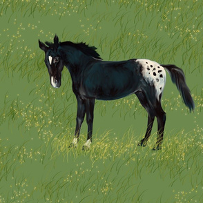 Black Blanketed Appaloosa for Pillow