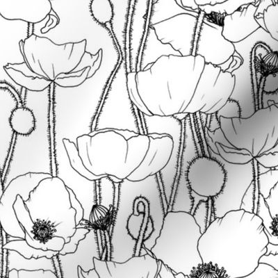 Poppies black and white