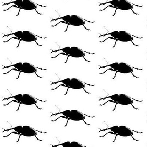 Insect weevil beetles in black and white