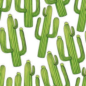 Cacti Cactuses