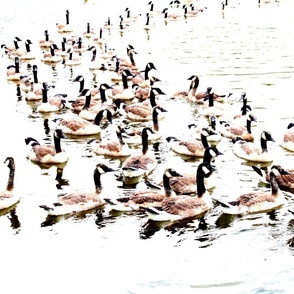 Geese