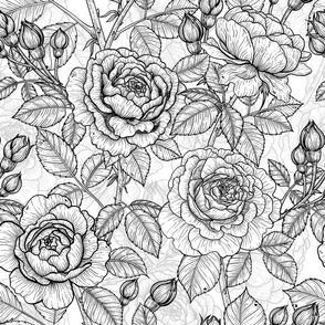 Roses in black and white