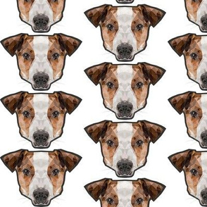 Jack Russell poly