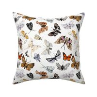 Butterflies and Moths // Spring Wood