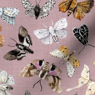 Butterflies and Moths // Lola Blush Linen