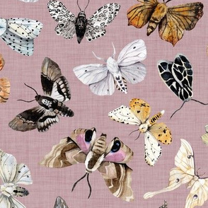 Butterflies and Moths // Lola Blush Linen