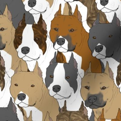 American Staffordshire Terrier portrait pack