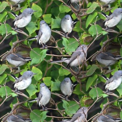 Bluegray Gnatcatcher Bird