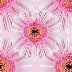 Flowers Powder Puff Pink on Pink