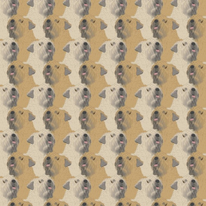 Soft coated Wheaten Terrier portrait pack