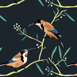 Eastern Spinebill dark green