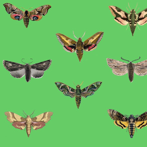 Green Moths