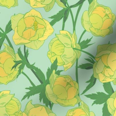 globeflower