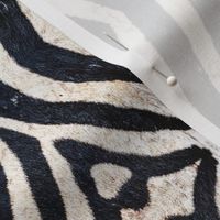 zebra abstract