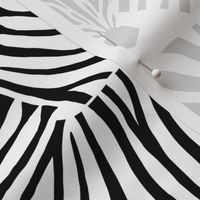 Zebra Black and White