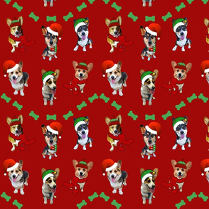 Christmas Corgis on Red