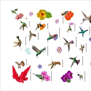 Hummingbirds of T&T - Tea towel -  white