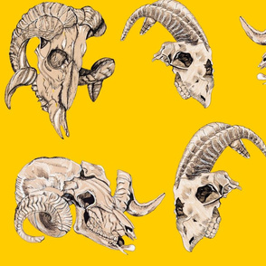 Yellow Animal Skulls