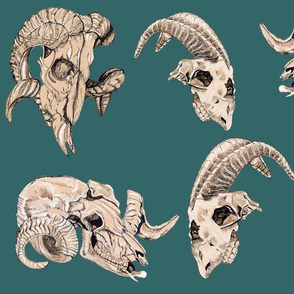 Animal skulls 