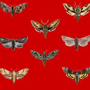 Red Moths