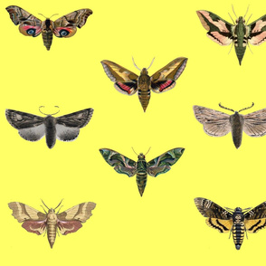 Pastel Yellow Moths