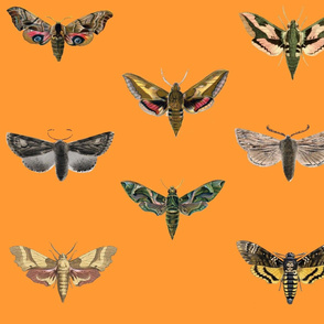 Orange moths